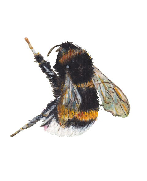 Bumble Bee Badge